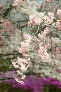 南丹市大野ダムの桜