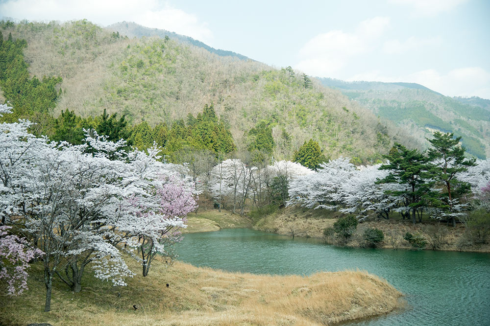 南丹市大野ダムの桜