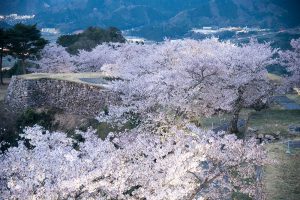 竹田城跡の夜桜