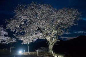 竹田城跡の夜桜