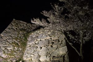 竹田城跡の石垣と夜桜