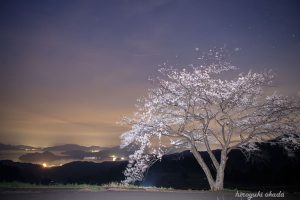夜の世屋高原の一本桜