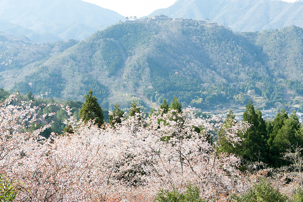 立雲峡の桜と竹田城
