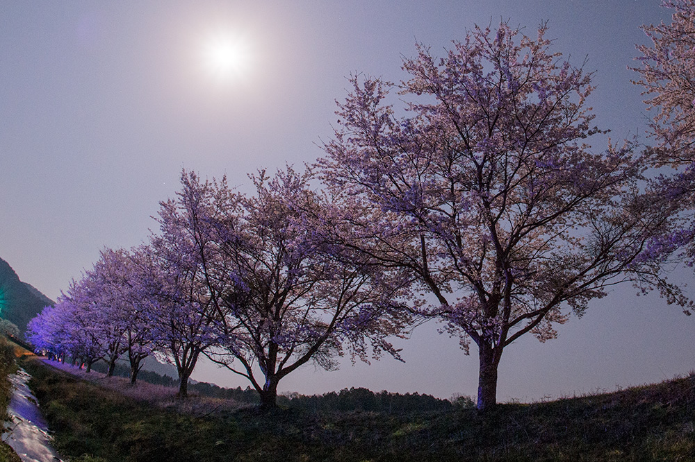 佐野に咲く　夜桜